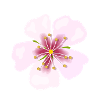 blossom