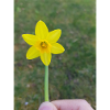 gelbeBlume