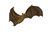 Kawaii Flying Fox