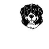 Bernese Mountain Dog