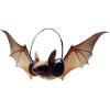 Bats have keen hearing
