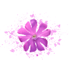 fleur rose fleur rose
