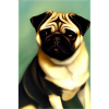 Pug Dog