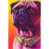 Pug Dog