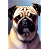Pug Dog