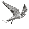 Falcon in flight
