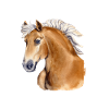 Haflinger Foolish