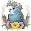 Pretty budgerigar