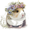 Guinea pig