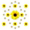 Tournesols et marguerites fleuries