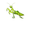 Cartoon Mantis