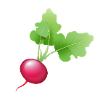 Radish