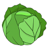 Cabbage