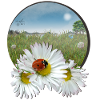 Summer meadow