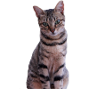 Katze Kätzchen