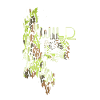 Wildcat,Gold,Graffiti,Leo Pattern,Leopard