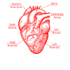 Parts Of Heart