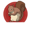Cute Squirrel Squirrel Gift