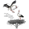 Cigognes blanches au nid