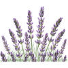 Lavender Lavender stalks