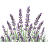 Lavender stalks Lavender
