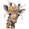 Pretty giraffe