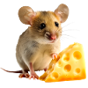 Mouse with cheese