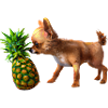 Chihuahua with pineapple
