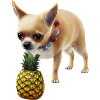 Chihuahua with pineapple