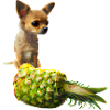 Chihuahua with pineapple