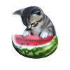 Chat et pastèque
