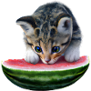 Chat et pastèque