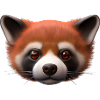Red panda