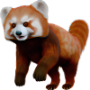 Red panda