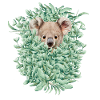 Koala Bear in Eukalyptuswald