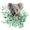 Koala Bear