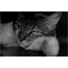 le chat au regard terrible