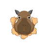 Bonjour Wasserschwein Capybara