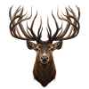 Deer with majestic antlers