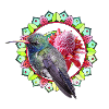 Colibrì totem