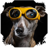 Dog with glasses