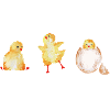 Chicks