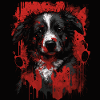 Border Collie Puppy