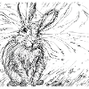 Drawn hare