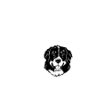 Bouvier bernois