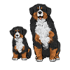 Bernese Mountain Dog