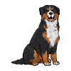Bernese Mountain Dog