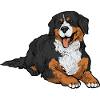 Bernese Mountain Dog