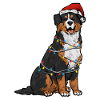 Bernese Mountain Dog