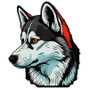 Husky Dog